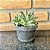 Pachyphytum Compactum Diamante Pote 9 - Imagem 1