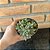 Pachyphytum Compactum Diamante Pote 9 - Imagem 3