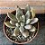 Echeveria Tolimanenses Pote 11 - Imagem 1
