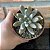 Echeveria Tolimanenses Pote 11 - Imagem 3