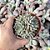 Echeveria Winds Of Change Pote 11 - Imagem 1