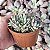 Echeveria Winds Of Change Pote 11 - Imagem 2
