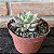 Graptoveria Melody pote 11 - Imagem 1