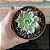 Graptoveria Melody pote 11 - Imagem 3