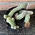 Cacto Amendoim (Echinopsis chamaecereus) pote 11 - Imagem 2