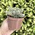 Cacto Amendoim (echinopsis Chamaecereus) Pote 11 - Imagem 5