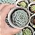 Echeveria Mont Blanc Pote 9 - Imagem 1