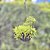 Rhipsalis Cuia 13 - Imagem 1