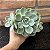 Echeveria Fantome Pote 11 - Imagem 1