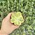 Echeveria Enfant Variegata Pote 9 - Imagem 1