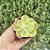 Echeveria Enfant Variegata Pote 9 - Imagem 3