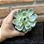 Echeveria Violet Queen pote 11 - Imagem 3