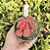 Cacto Gymnocalycium Mihanovichii Variegata Rosa Pote 11 - Imagem 2