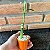 Bambu Da Sorte (lucky Bamboo) Pote 6 - Imagem 2