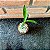 Bambu Da Sorte (lucky Bamboo) Pote 6 - Imagem 3