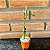 Bambu Da Sorte (lucky Bamboo) Pote 6 - Imagem 1