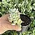 Sedeveria Pudgy Variegata (1 Muda) - Pote 9 - Imagem 2
