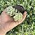 Sedeveria Pudgy Variegata (1 Muda) - Pote 9 - Imagem 3