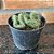 Euphorbia Cristata Pote 9 - Imagem 1