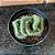 Euphorbia Cristata Pote 9 - Imagem 2
