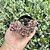 Graptosedum Adria Bubbaloo Pote 9 - Imagem 1