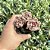 Graptosedum Adria Bubbaloo Pote 9 - Imagem 2