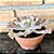 Echeveria Chantilly pote 11 - Imagem 3