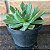 Echeveria Green Rose monstruosa pote 11 - Imagem 2