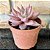 Echeveria Agavoides Celestia Pote 9 - Imagem 2