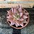 Echeveria Agavoides Celestia Pote 9 - Imagem 1