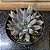 Echeveria Unguiculata Pote 11 - Imagem 1