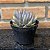 Echeveria Unguiculata Pote 11 - Imagem 2