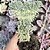 Echeveria Chrissy'n Ryan Cristata pote 11 - Imagem 1