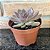 Echeveria Black Queen Pote 11 - Imagem 2