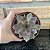 Echeveria Black Queen Pote 11 - Imagem 3