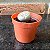Lithops (cacto Pedra) Pote 6 - Imagem 2