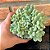 Sedum Hintonii Pote 11 - Imagem 3