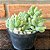 Sedum Hintonii Pote 11 - Imagem 2