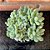 Sedum Hintonii Pote 11 - Imagem 1