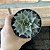 Echeveria Purpusorum pote 11 - Imagem 3