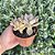 Echeveria Gisele Variegata - Pote 11 - Imagem 2