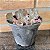 Echeveria gibb. Virginia Lee pote 14 - Imagem 3