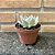 Echeveria Glorious Pote 11 - Imagem 3