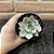 Echeveria Glorious Pote 11 - Imagem 2