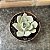 Echeveria Glorious Pote 11 - Imagem 1