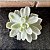 Echeveria Albicans Variegata Pote 11 - Imagem 1