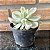 Echeveria Albicans Variegata Pote 11 - Imagem 2