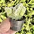 Austrocylindropuntia Vestita Cristata Pote 9 - Imagem 1