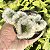 Austrocylindropuntia Vestita Cristata Pote 9 - Imagem 2