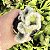 Austrocylindropuntia Vestita Cristata Pote 9 - Imagem 3